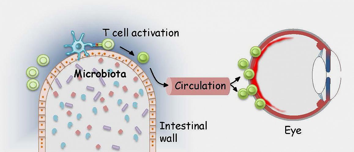 Microbiota in the gut activate T cells that are able to recognize retinal proteins. 