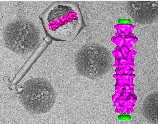 In the background cryo-electron micrographs of purified viruses with their inner structure bubbling from radiation damage. Overlaid (left) 3D computer reconstruction of a virus's outer shell and tail in gray with the inner structure in magenta; (right) blow-up of the inner viral structure in magenta.