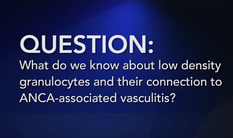 Question: What do we know about low-density granulocytes and their connection to ANCA-associated vasculitis?