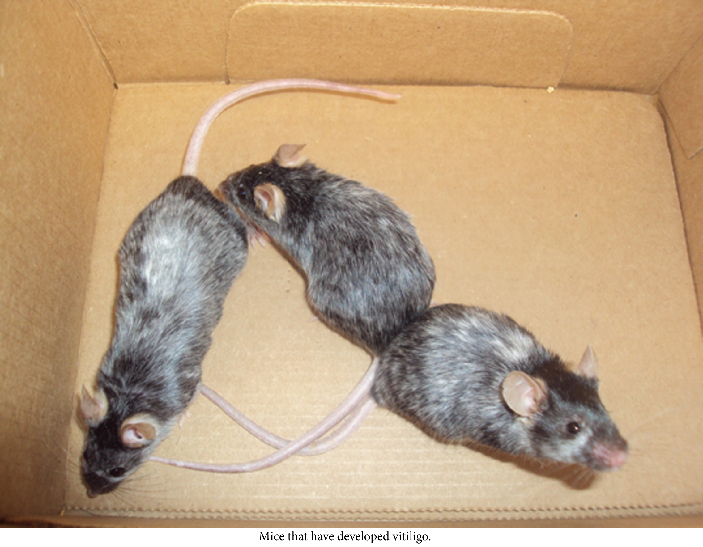 before and after images of mice with vitiligo and mice after treatment