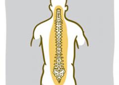 Illustration of the spinal bones.