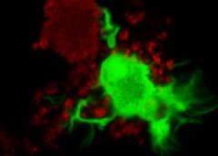 Photo of dendritic cells (green) infiltrating a Salmonella biofilm (red).