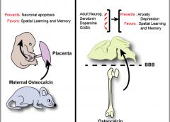  Left: Maternal osteocalcin crosses the placenta during pregnancy before the fetus can produce its own. Right: Osteocalcin can cross the blood-brain barrier and increases levels of certain neurotransmitters. Photo credit: Gerard Karsenty M.D. Ph.D. Columbia University