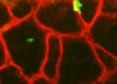 Photo showing pharyngeal satellite cells in green fusing with pharyngeal muscle fibers in red.