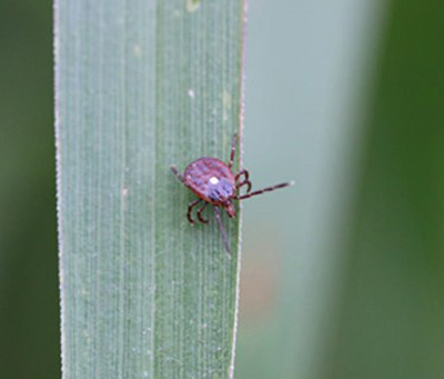 a bug on a leave