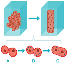 Cell fusion