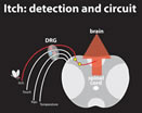 Itch circuits