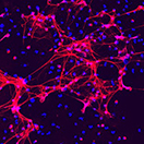 Levamisole-Treated Cells